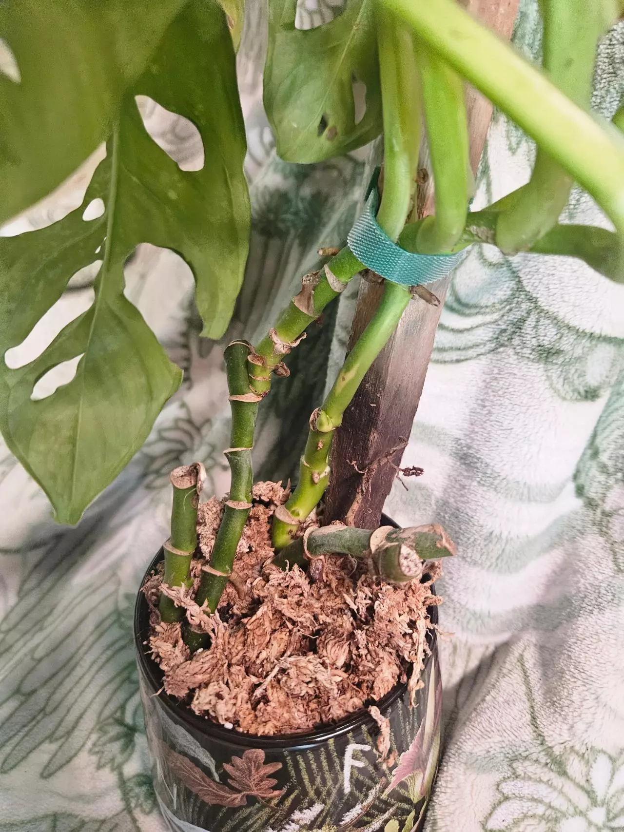 plant/Monstera Adansonii-2