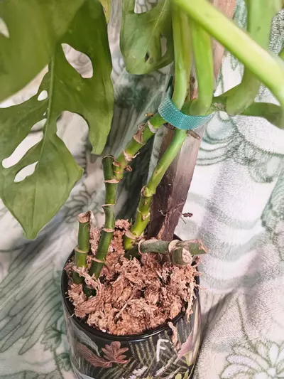 plant/Monstera Adansonii-2-thumbnail