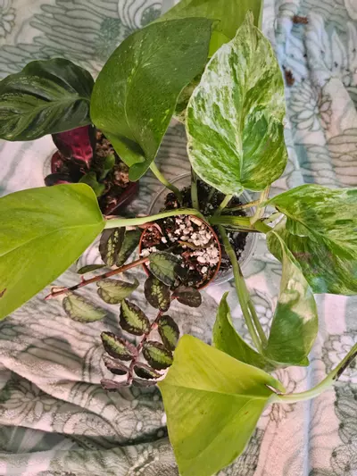 plant/Terrarium Bundle-1-thumbnail