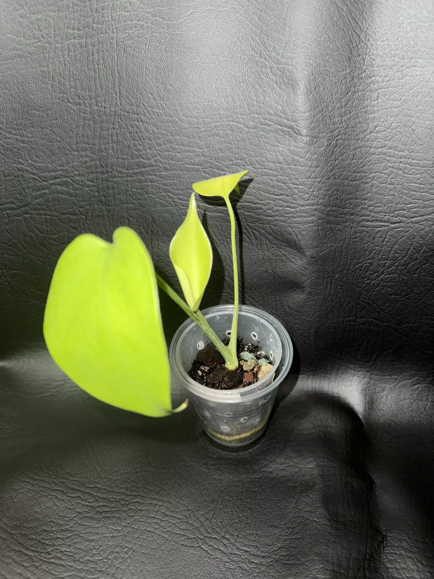 plant/Monstera Lemon Lime-2