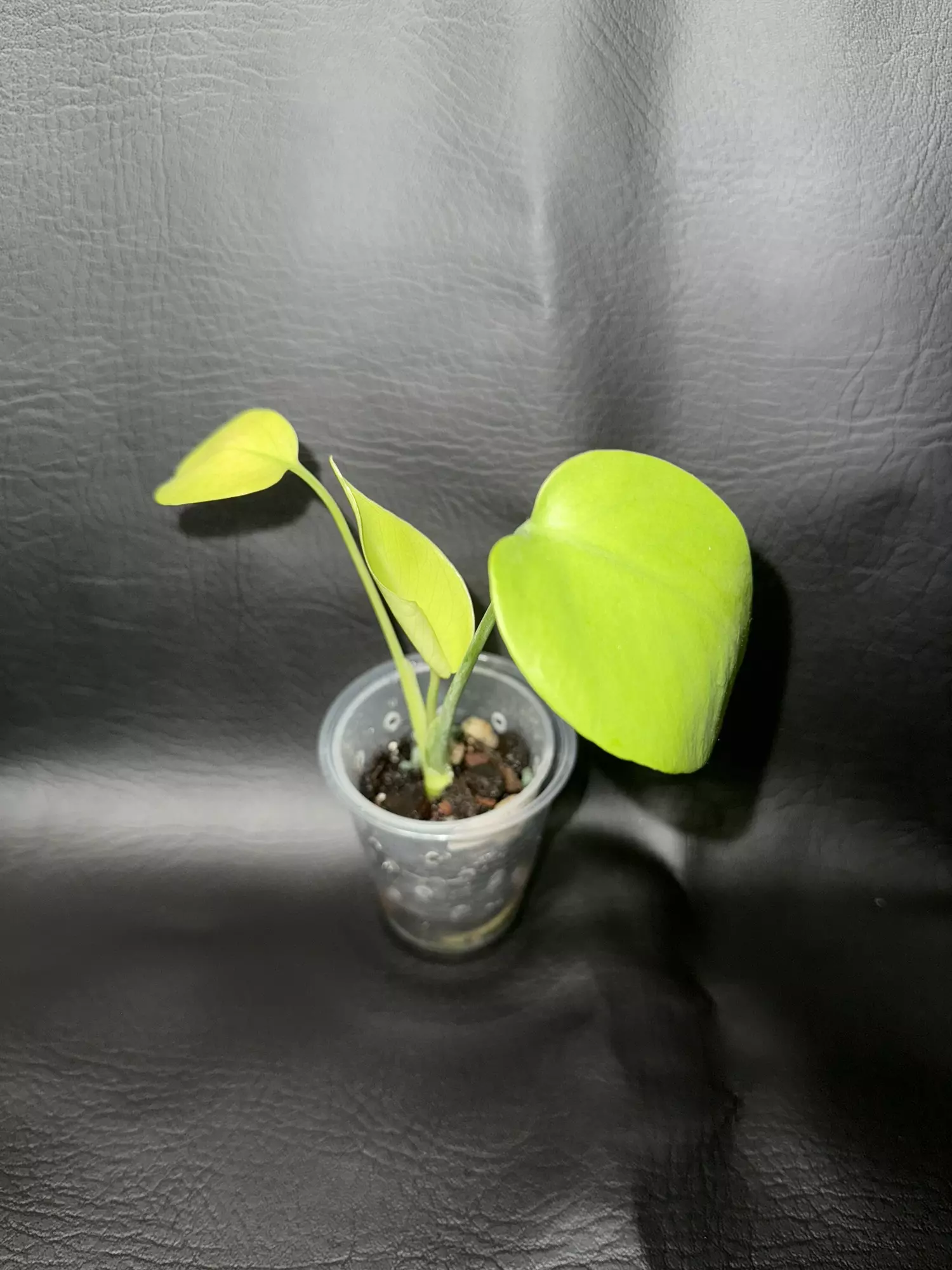 plant/Monstera Lemon Lime-1