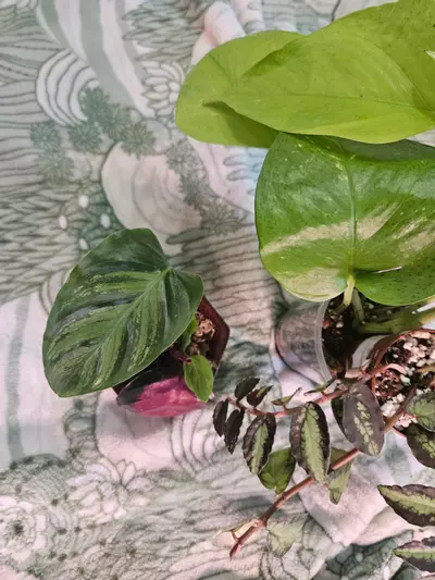 plant/Terrarium Bundle-2-thumbnail