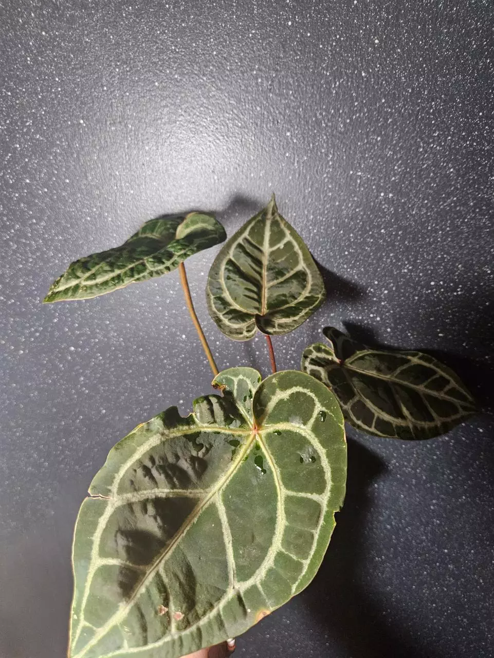 plant/Anthurium Zara X Michelle-0