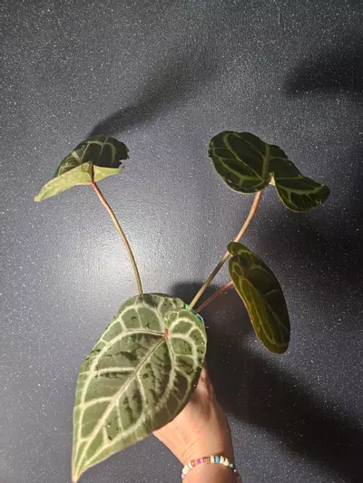 plant/Anthurium Zara X Michelle-3-thumbnail