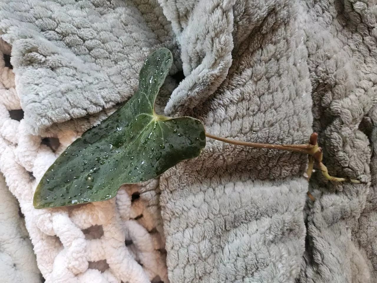 plant/Anthurium Papillilaminum ‘El cocle macumba’ x (Pap ‘FS’ x self x bvep)-1