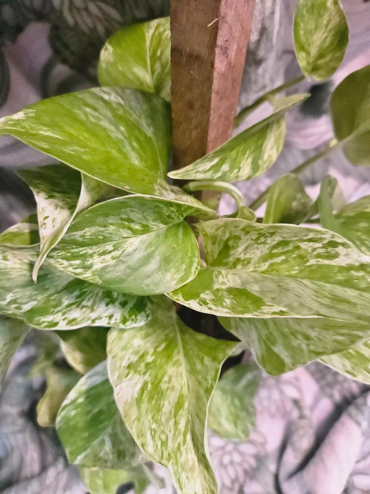 plant/Marble Queen Pothos-0