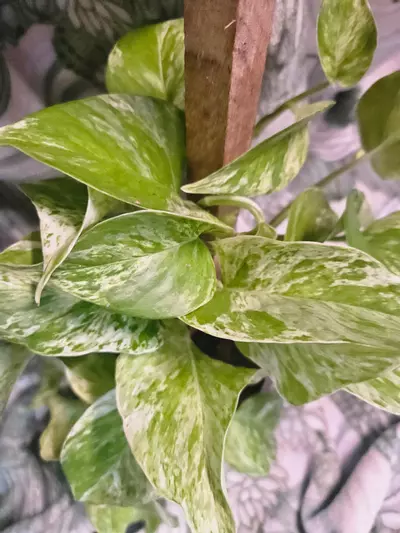 plant/Marble Queen Pothos-0-thumbnail