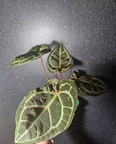 plant/Anthurium Zara X Michelle-2-thumbnail