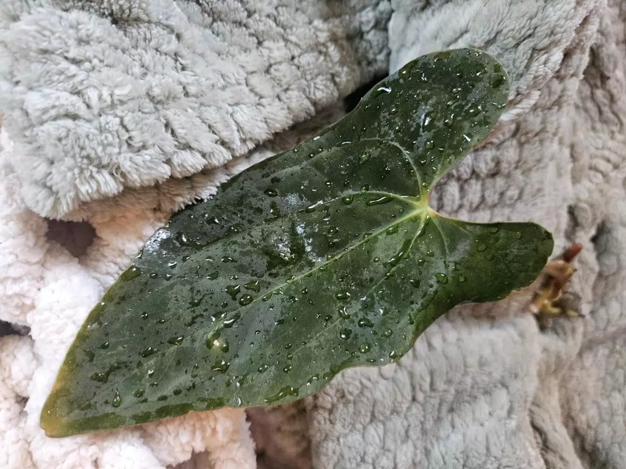 plant/Anthurium Papillilaminum ‘El cocle macumba’ x (Pap ‘FS’ x self x bvep)-0