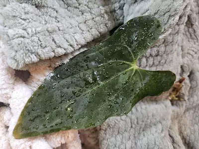 plant/Anthurium Papillilaminum ‘El cocle macumba’ x (Pap ‘FS’ x self x bvep)-0-thumbnail