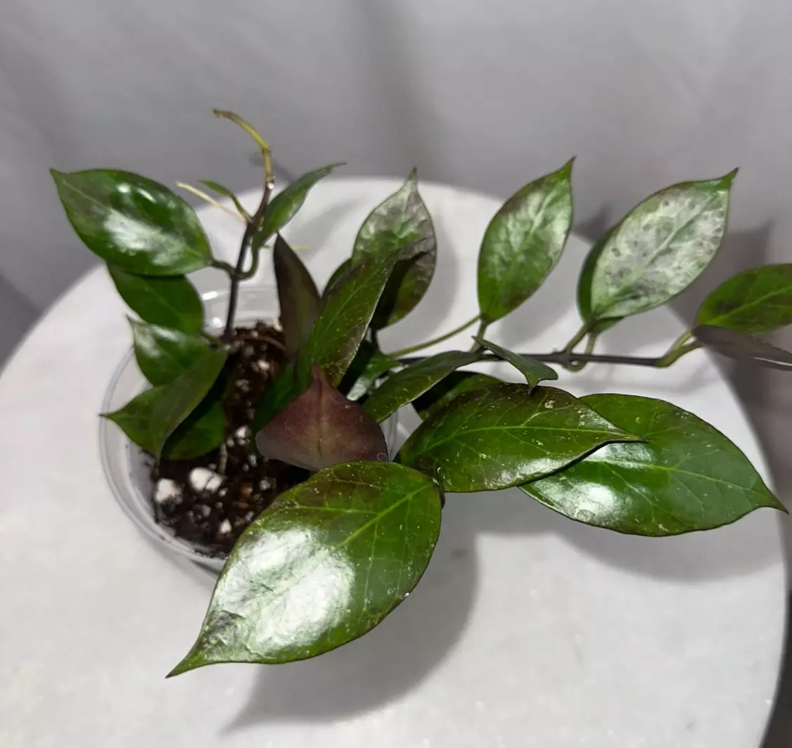 plant/H. ‘Sunrise’ - 4 inch pot-2