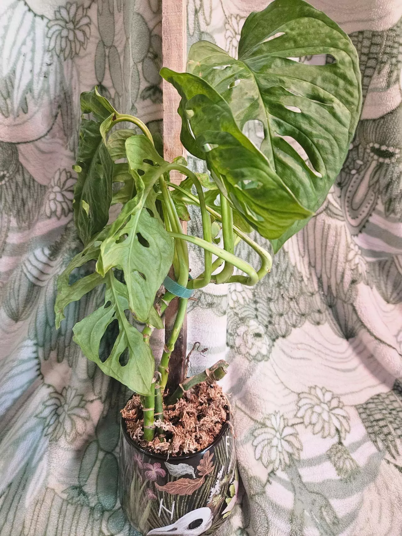 plant/Monstera Adansonii-1