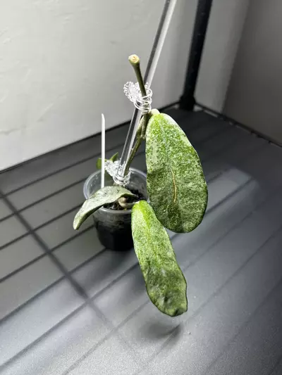 plant/Hoya Grey Ghost-2-thumbnail