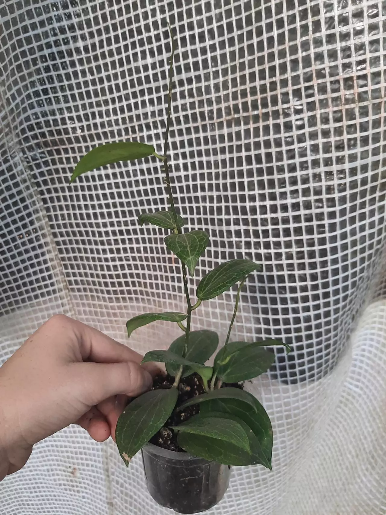 plant/Fitchii Hoya-0
