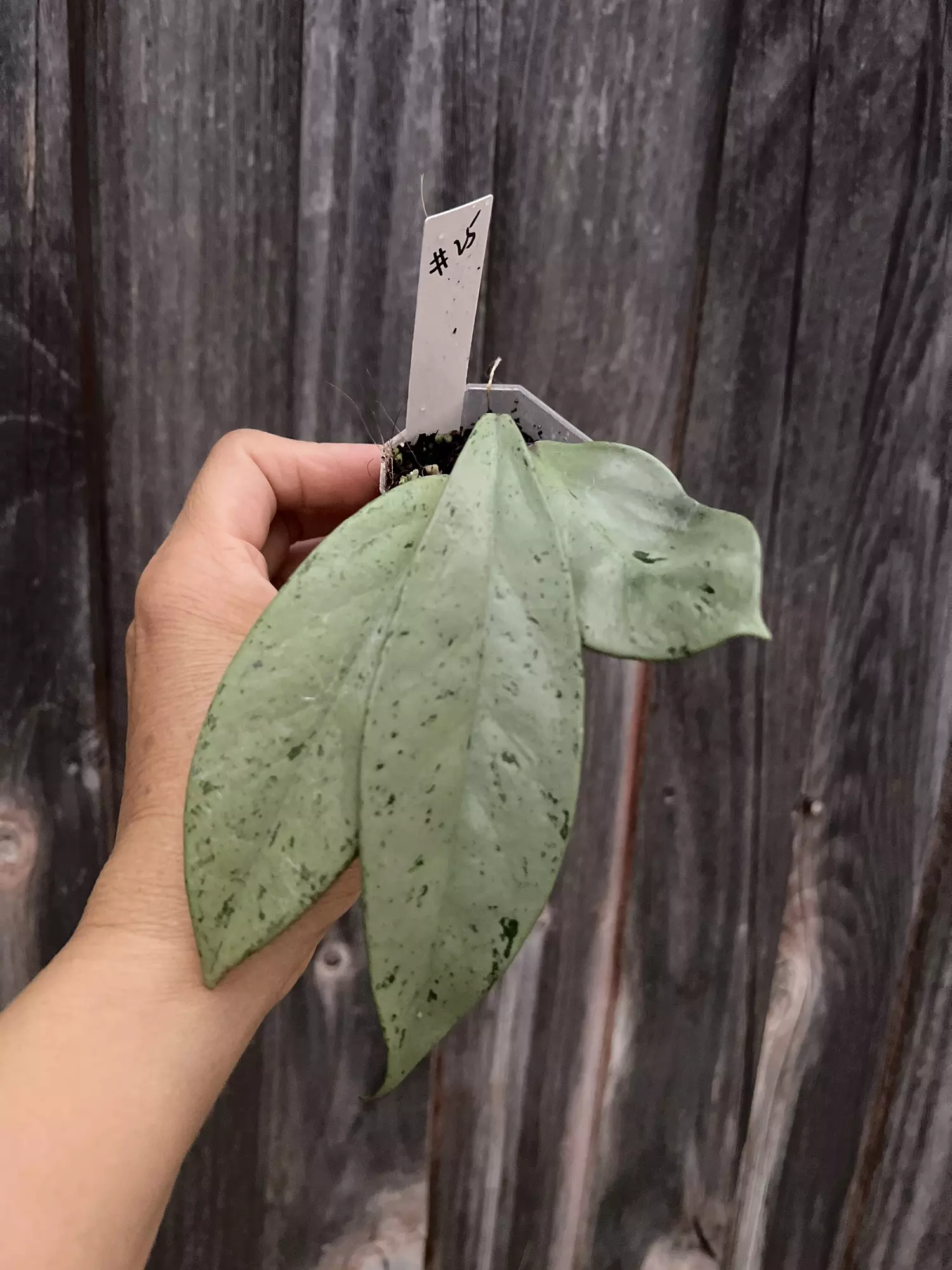 plant/Hoya pubicalix pink silver ghost-0