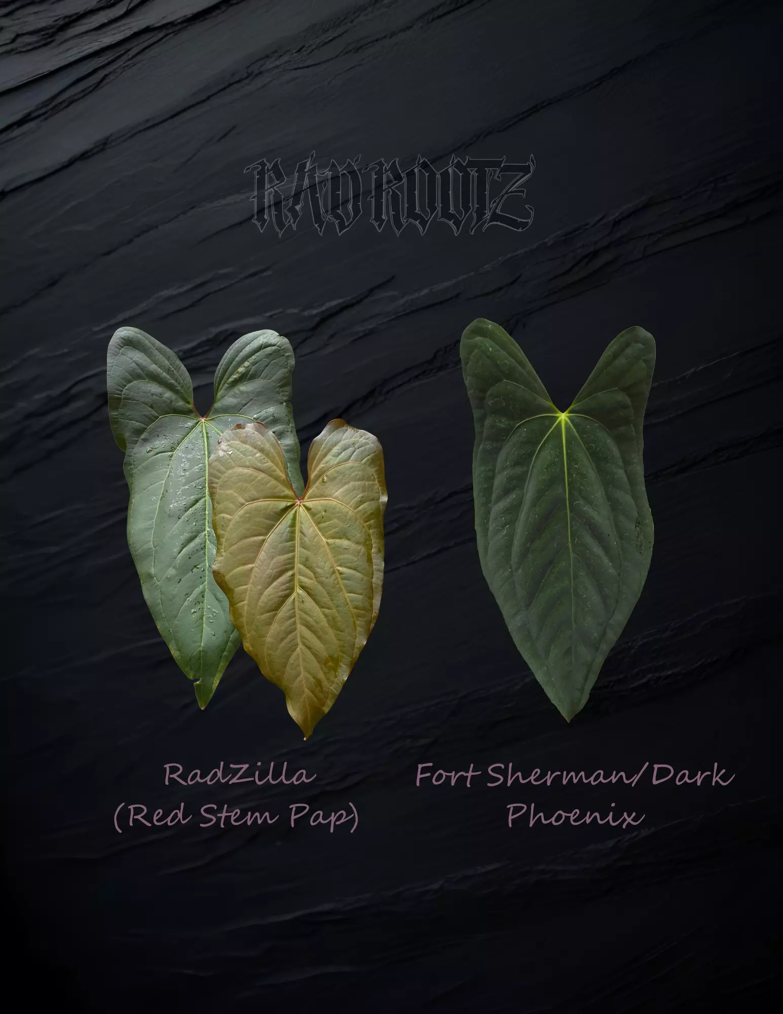 plant/RadZilla x FS/DP-0