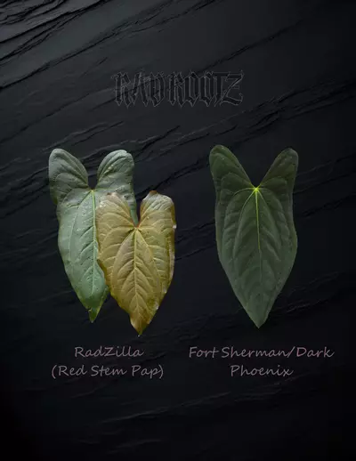 plant/RadZilla x FS/DP-0-thumbnail