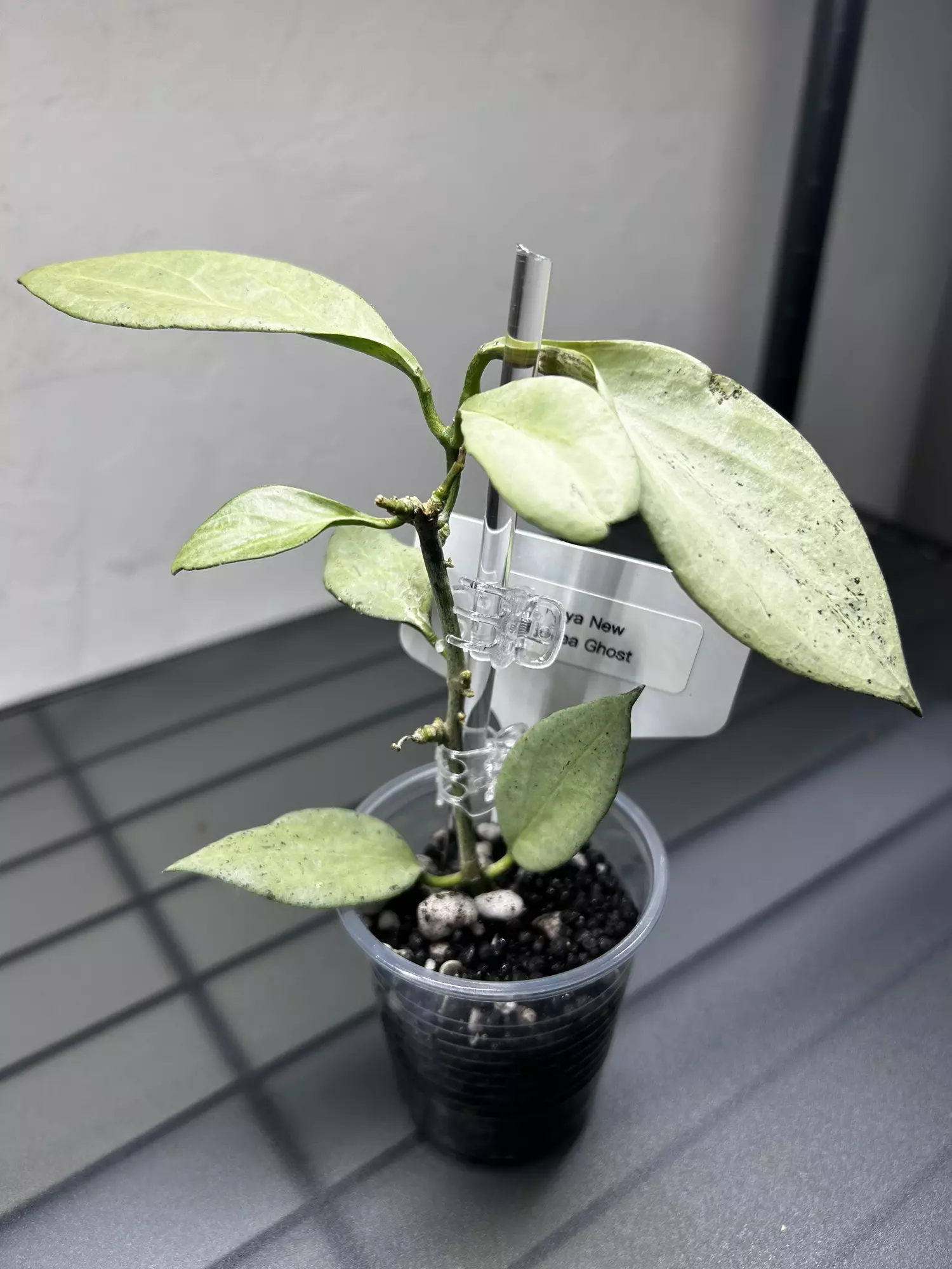 plant/Hoya New Guinea Ghost-2