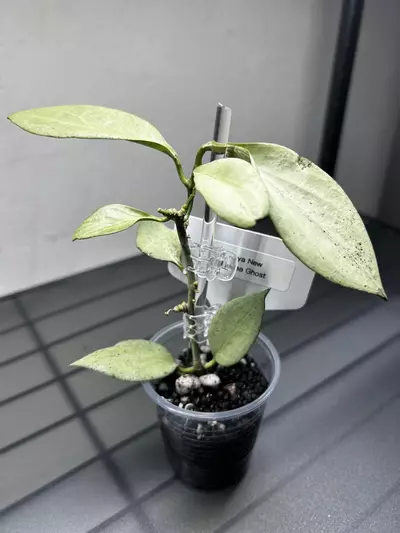 plant/Hoya New Guinea Ghost-2-thumbnail