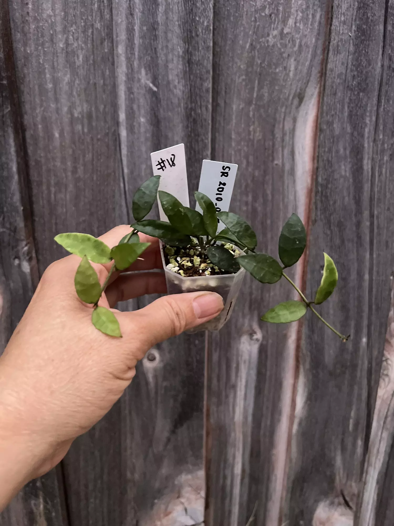 plant/Hoya lacunosa SR2010-0
