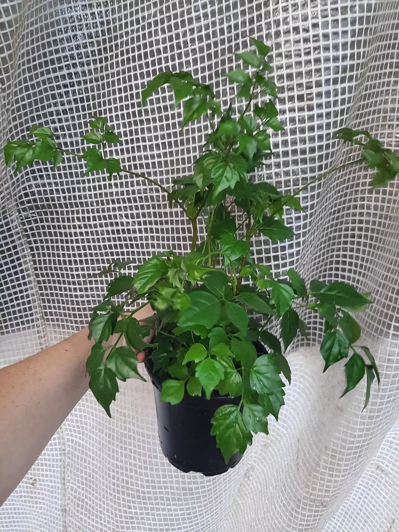 plant/China Doll-0