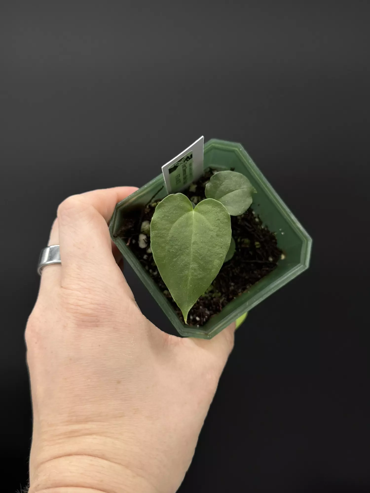 plant/Anthurium (Fort Sherman x Blue Pap) x FTG RLFS-0