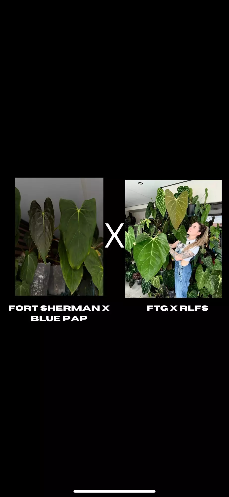 plant/Anthurium (Fort Sherman x Blue Pap) x FTG RLFS-1