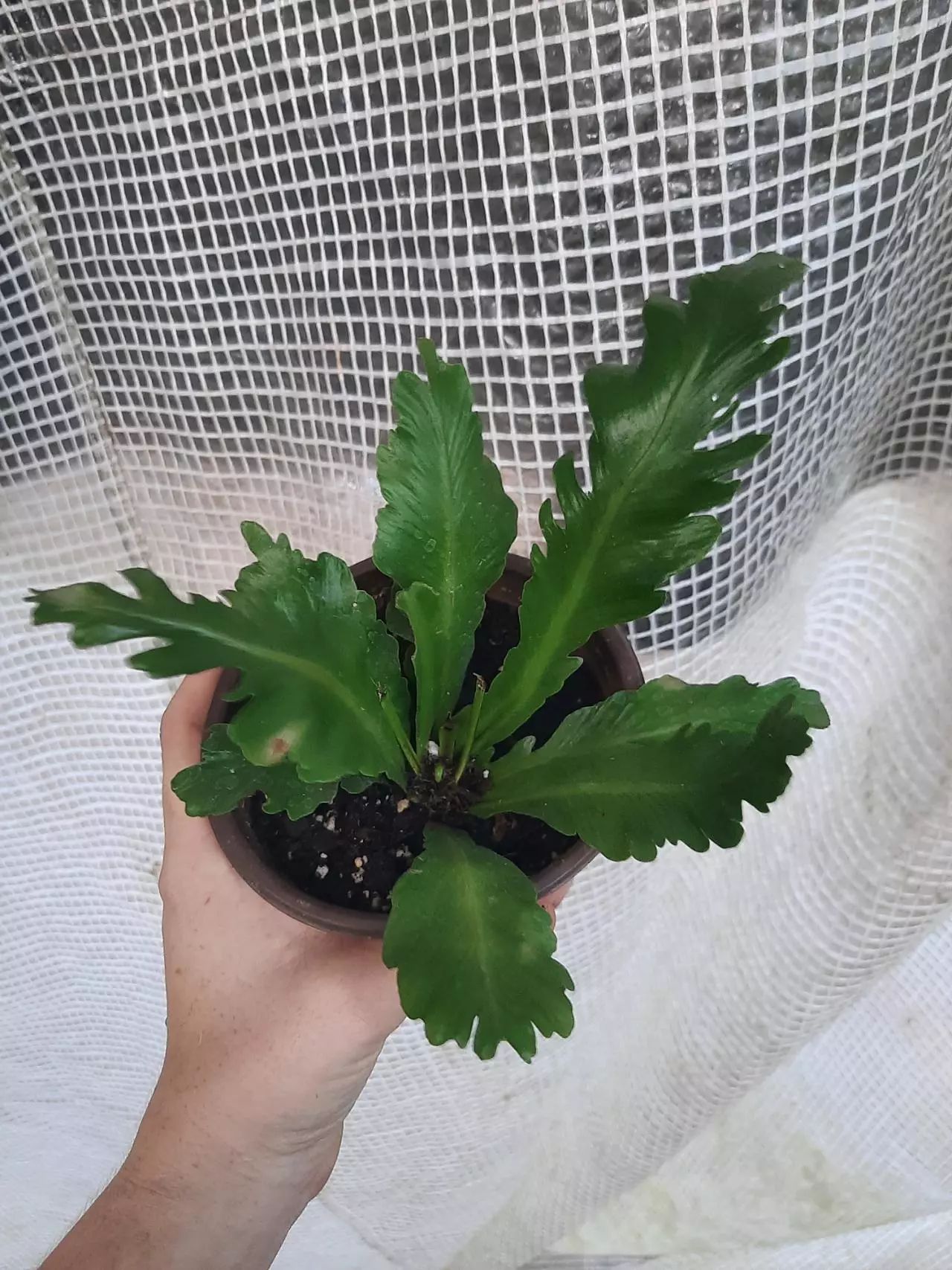 plant/Champion Birdnest-0