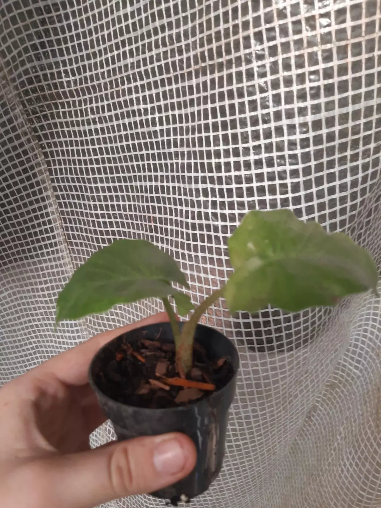 plant/Low Rider Alocasia-1