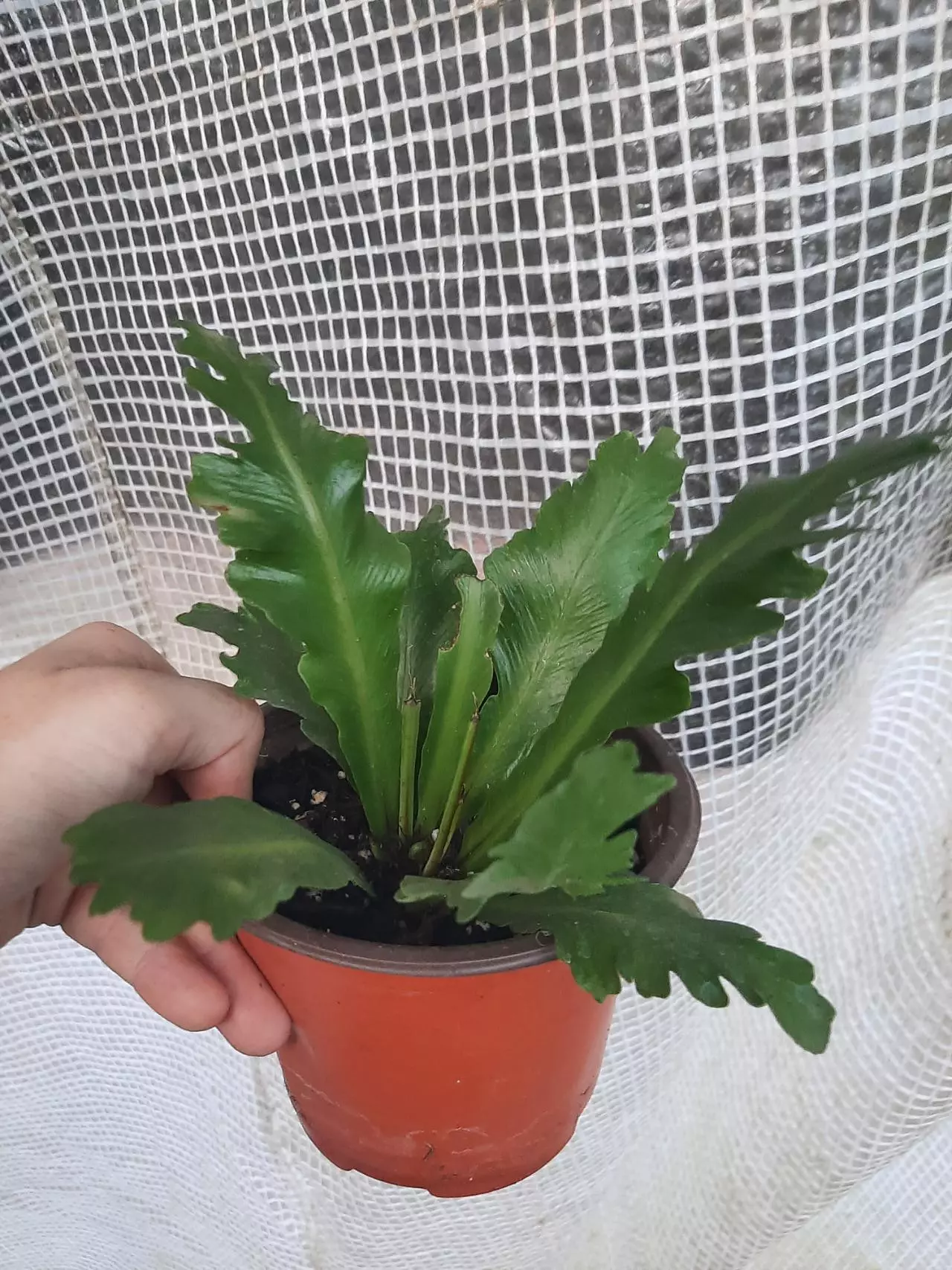 plant/Champion Birdnest-2