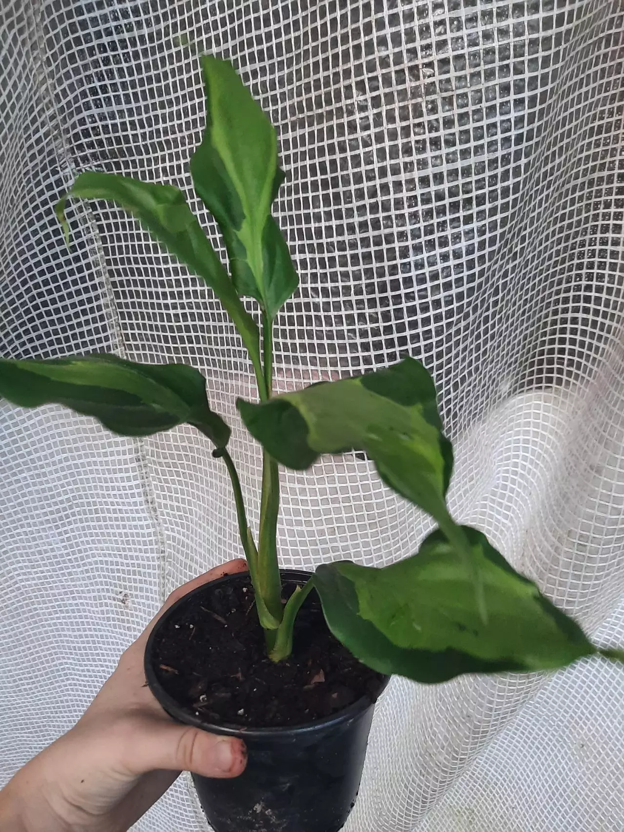 plant/Algaonema Spathonema-0