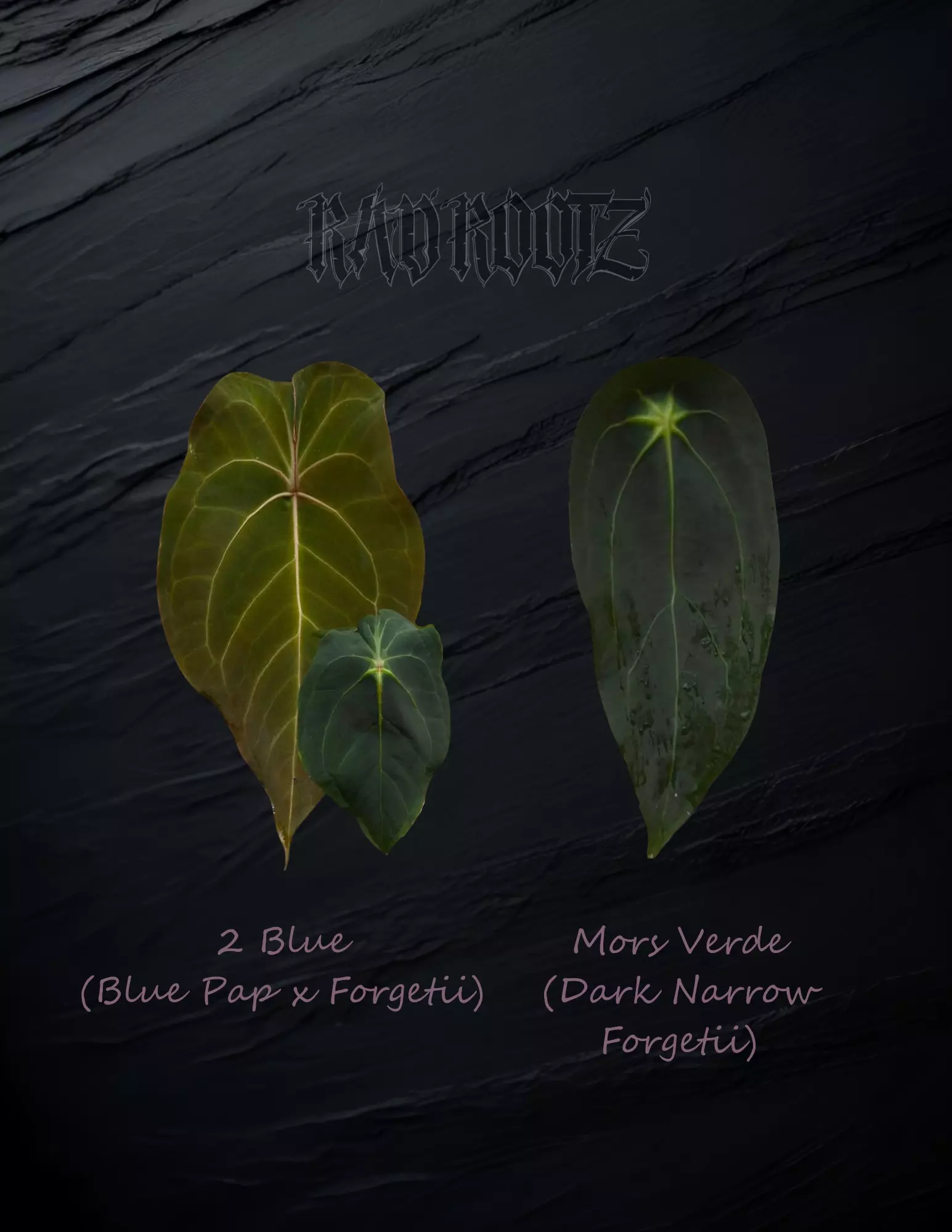 plant/2 Blue x Mors Verde-0