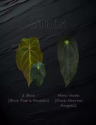 plant/2 Blue x Mors Verde-0-thumbnail