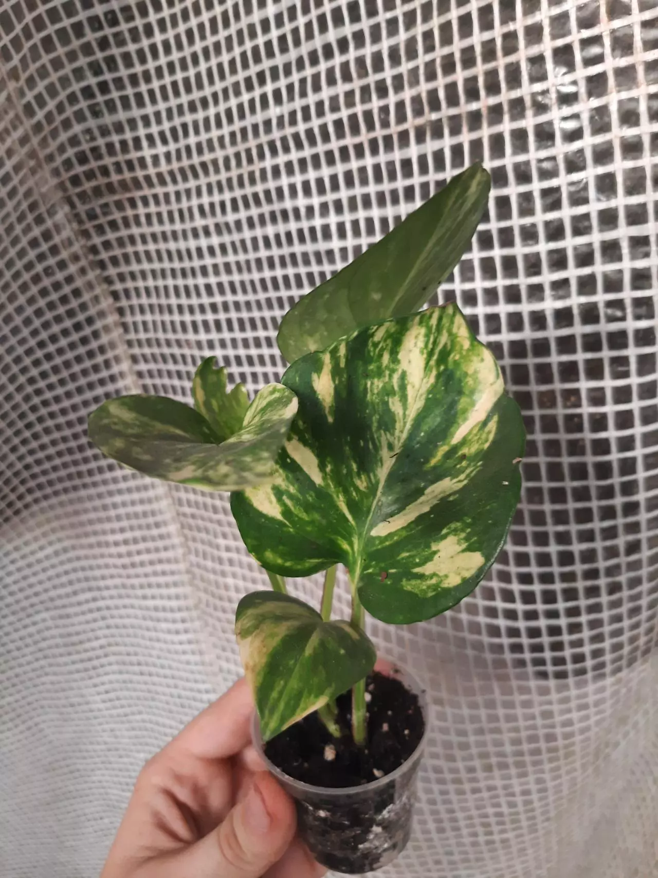 plant/Hawaiian Pothos-0