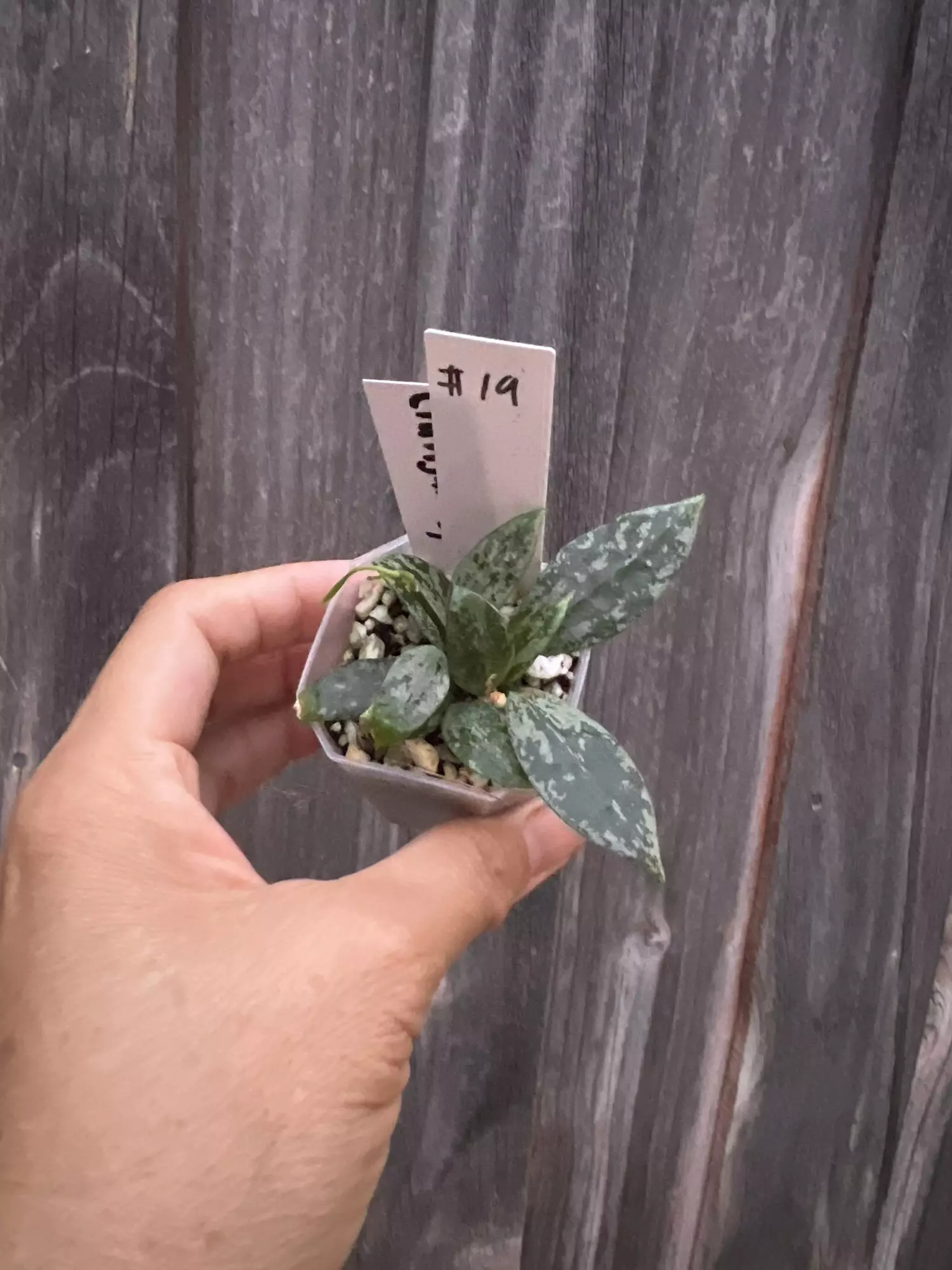 plant/Hoya lacunosa Cianjur Splash-0