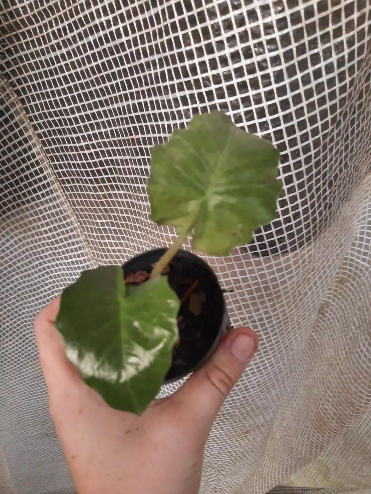 plant/Low Rider Alocasia-0