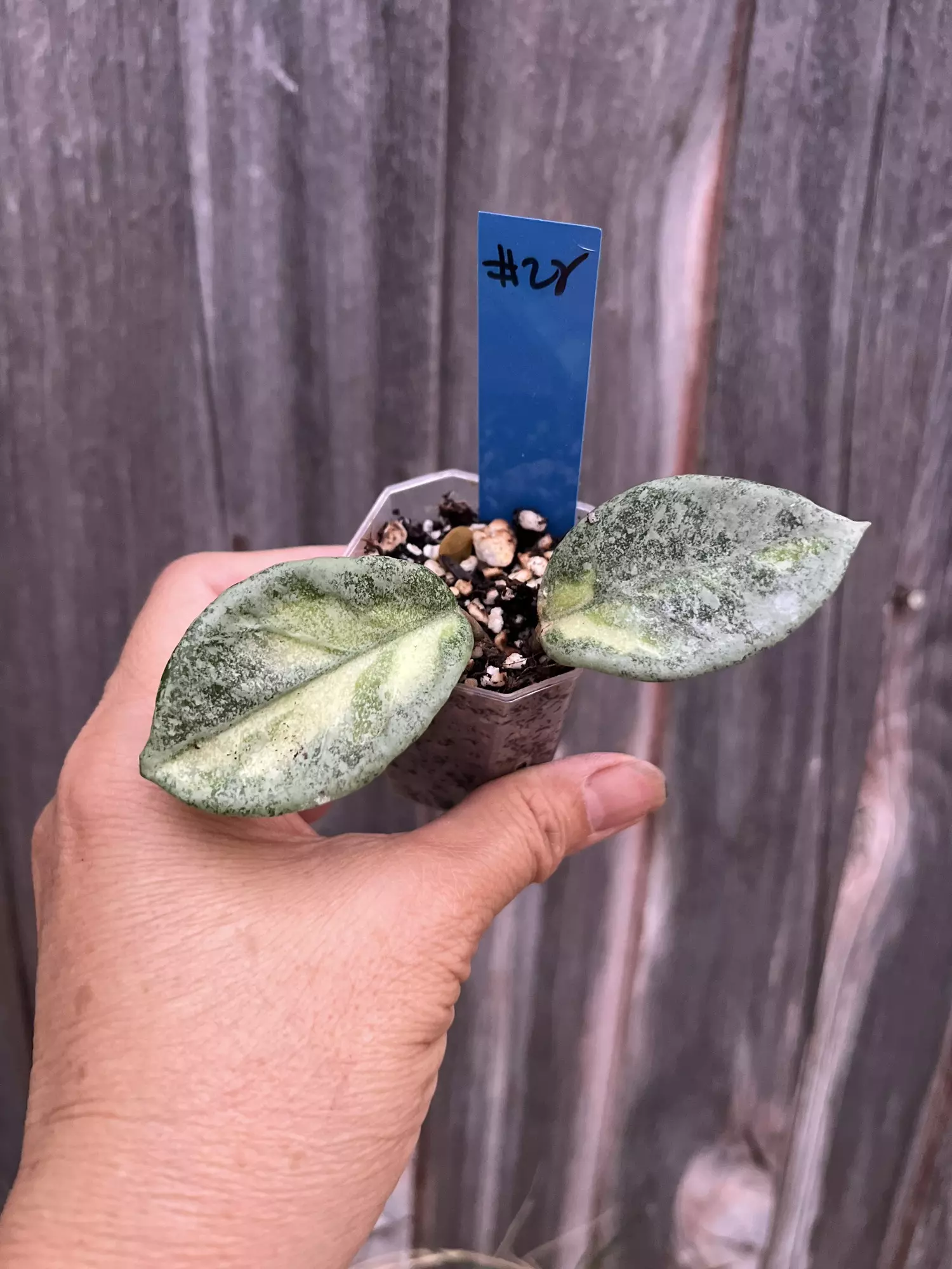 plant/Hoya carnosa agentina princess-0