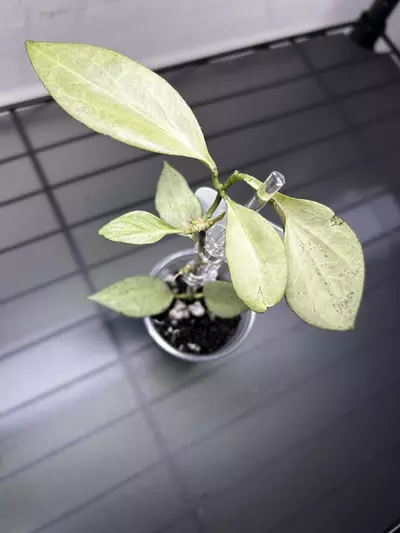 plant/Hoya New Guinea Ghost-0-thumbnail