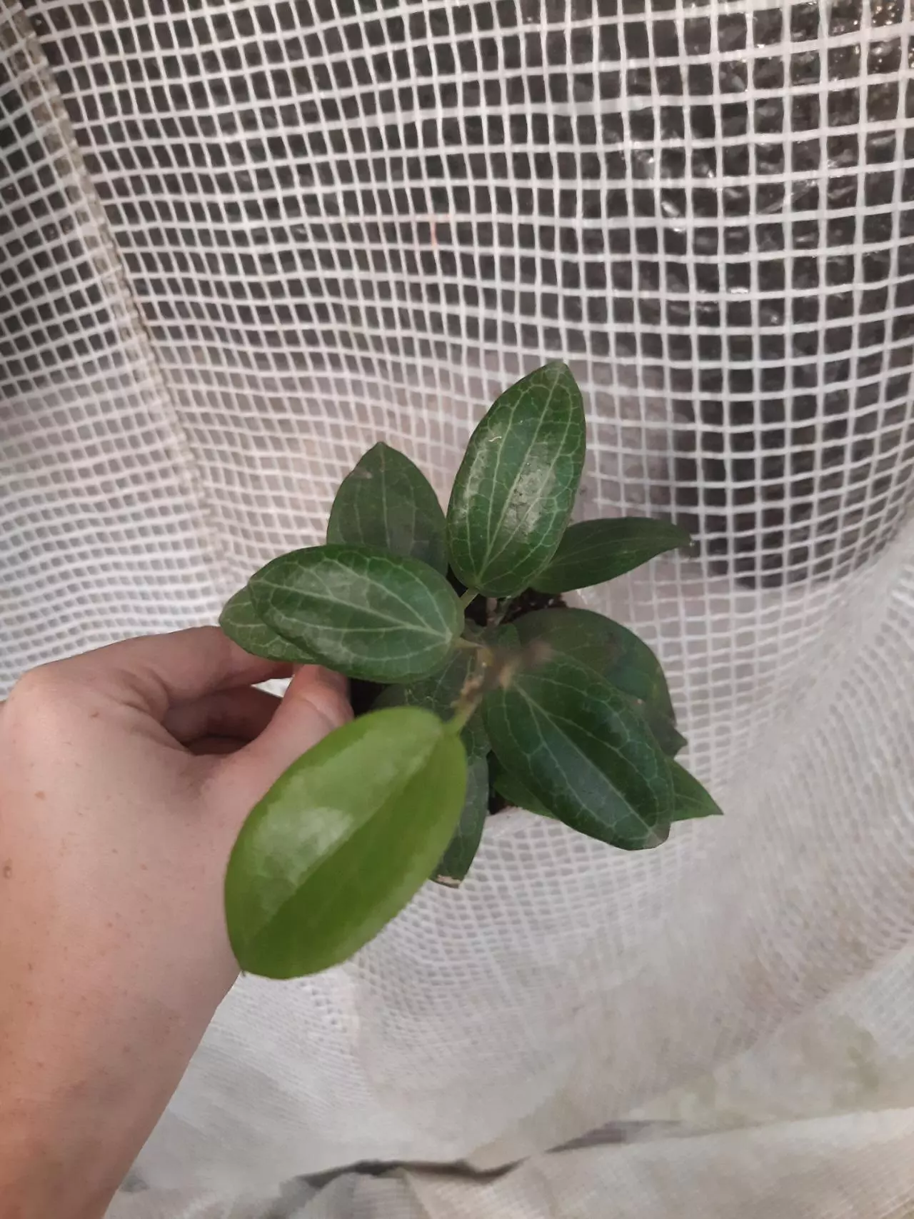 plant/Fitchii Hoya-1