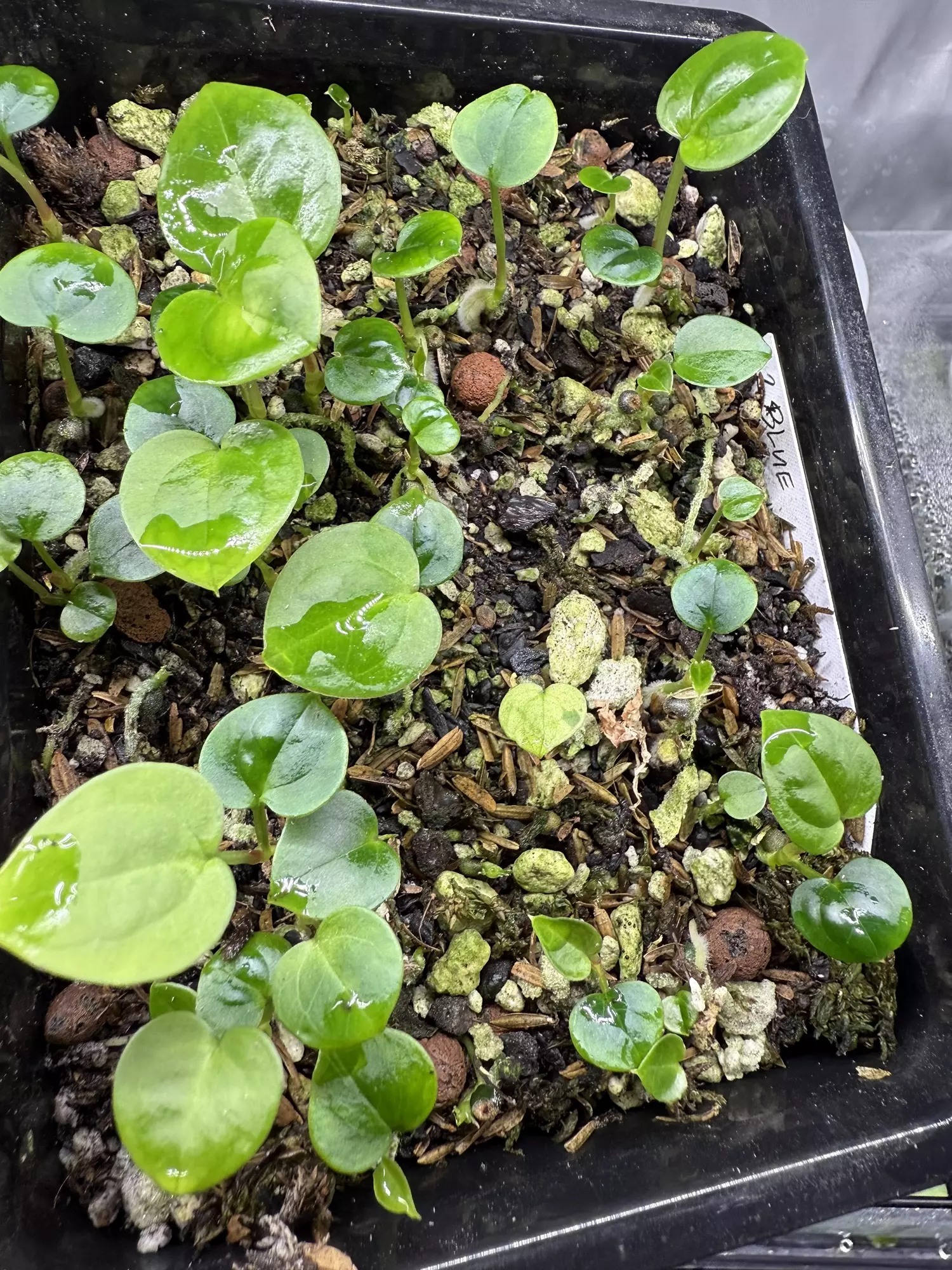 plant/2 Blue x Mors Verde-1