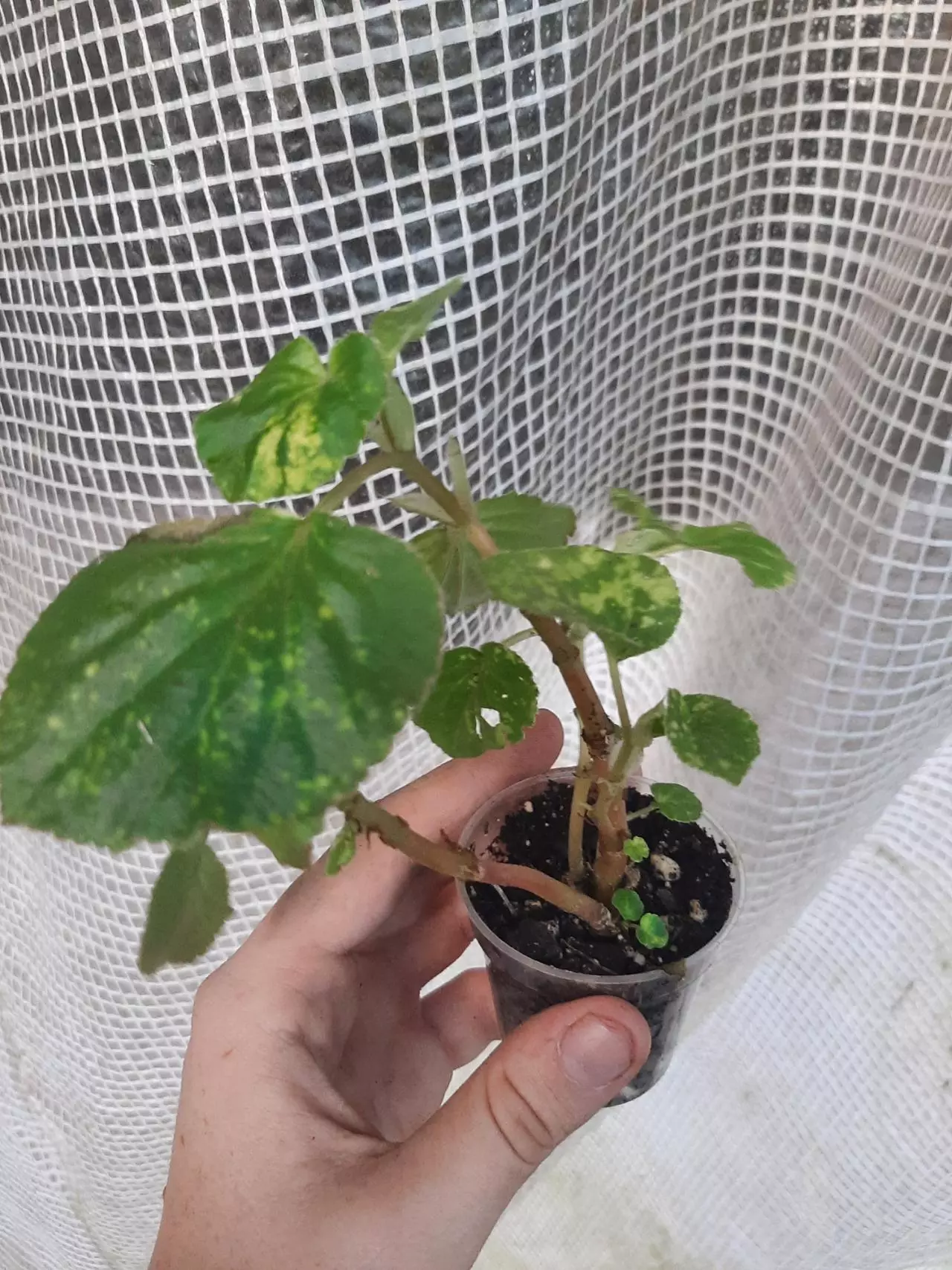 plant/Vari Pink Charm Begonia-1