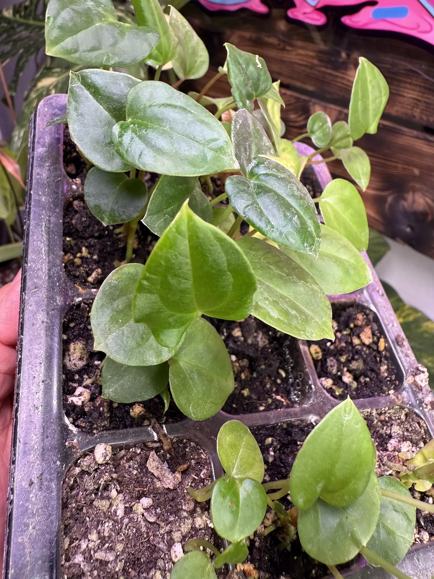 plant/RadZilla x FS/DP-2