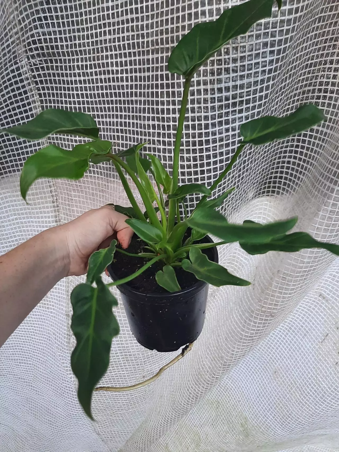 plant/Xanduu-0