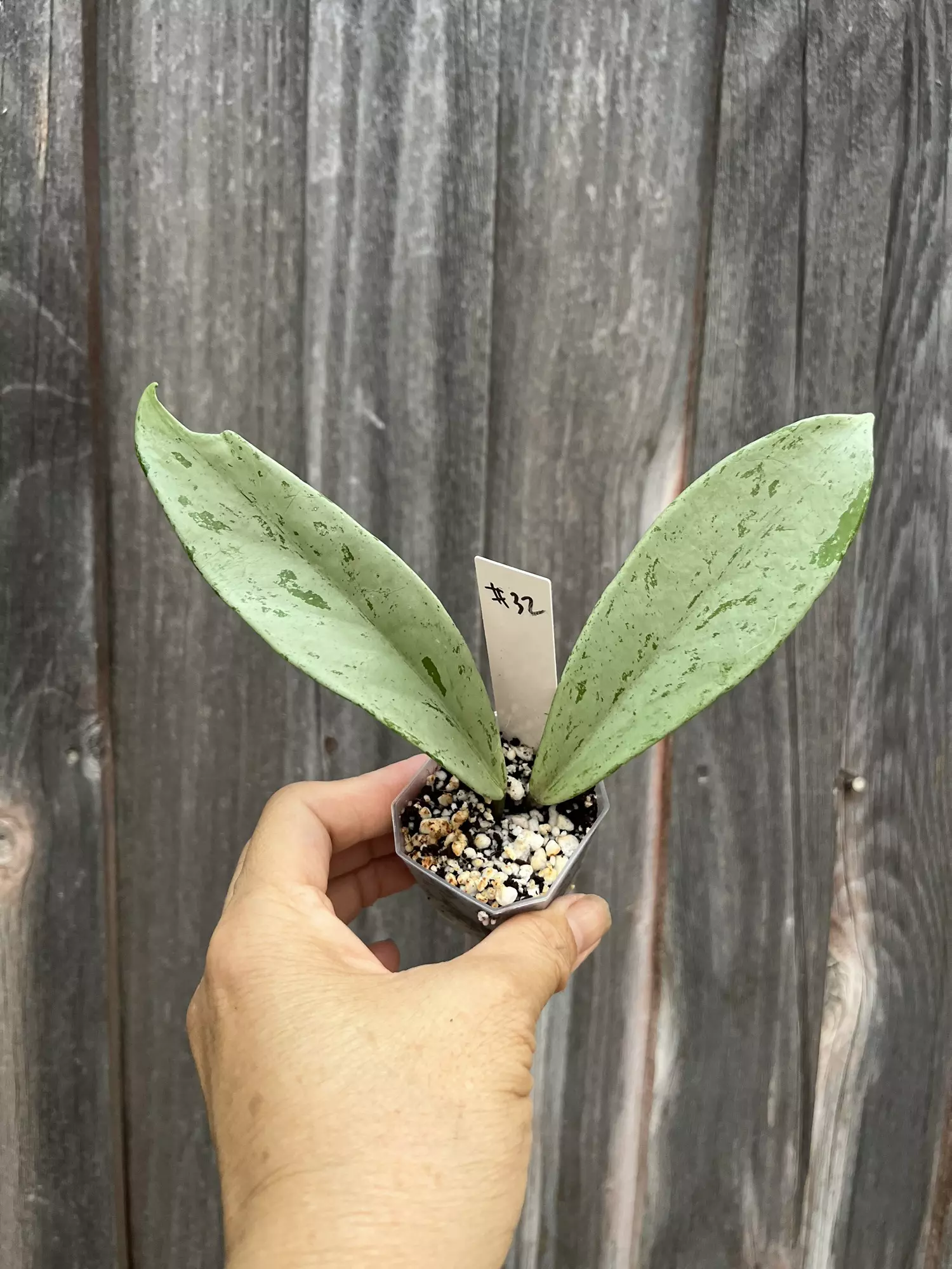 plant/Hoya pubicalix pink silver ghost-0