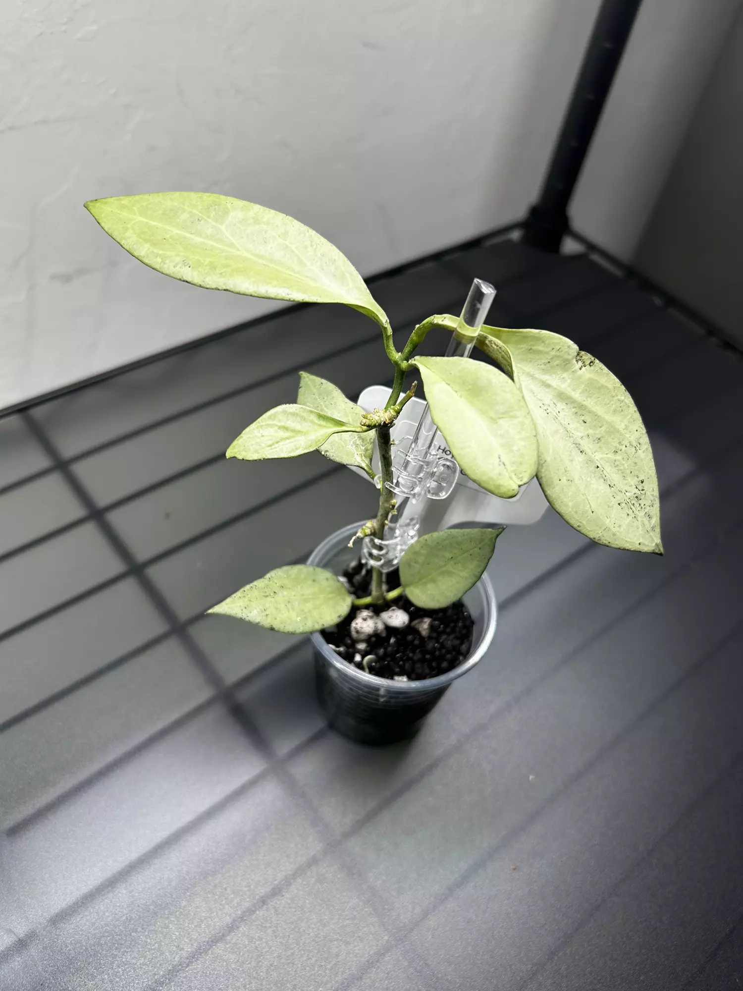 plant/Hoya New Guinea Ghost-1