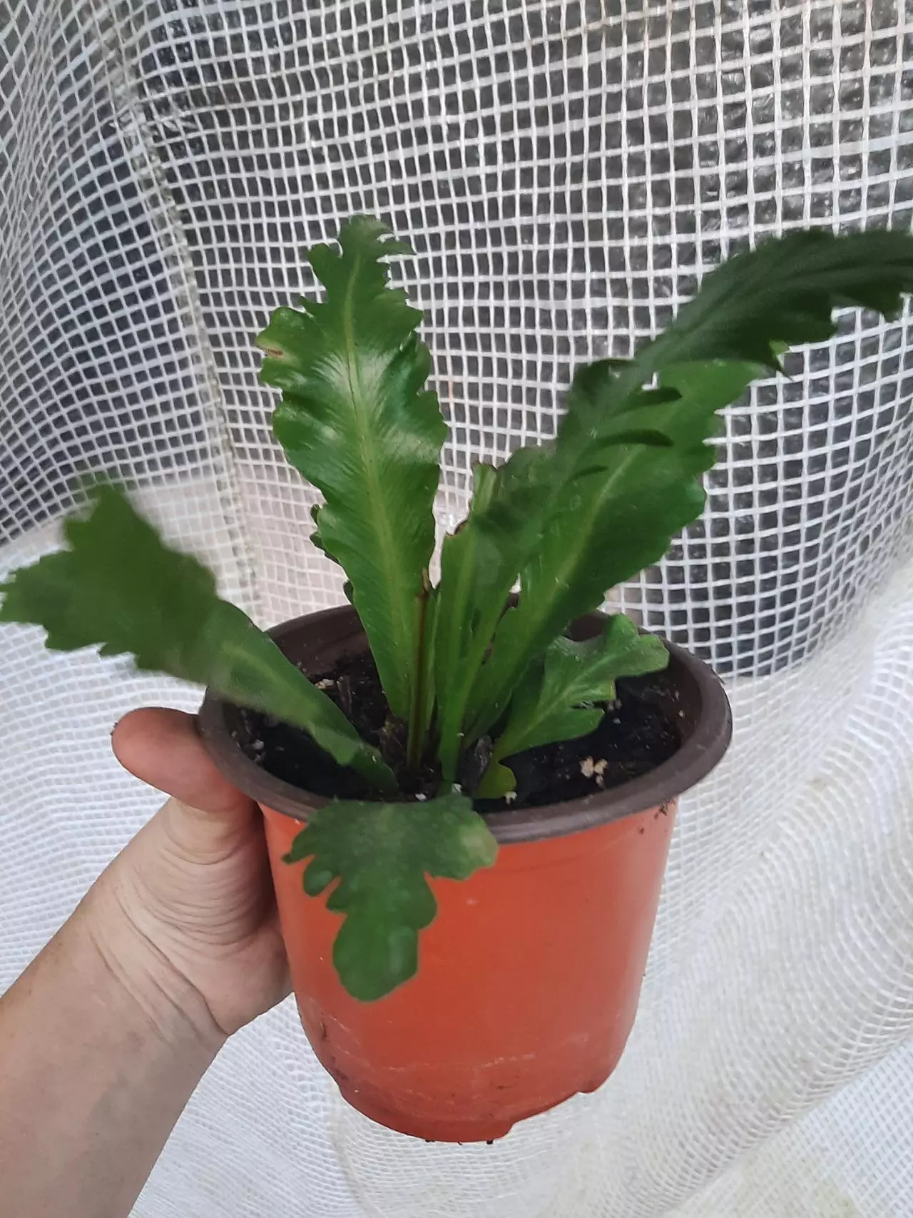 plant/Champion Birdnest-1
