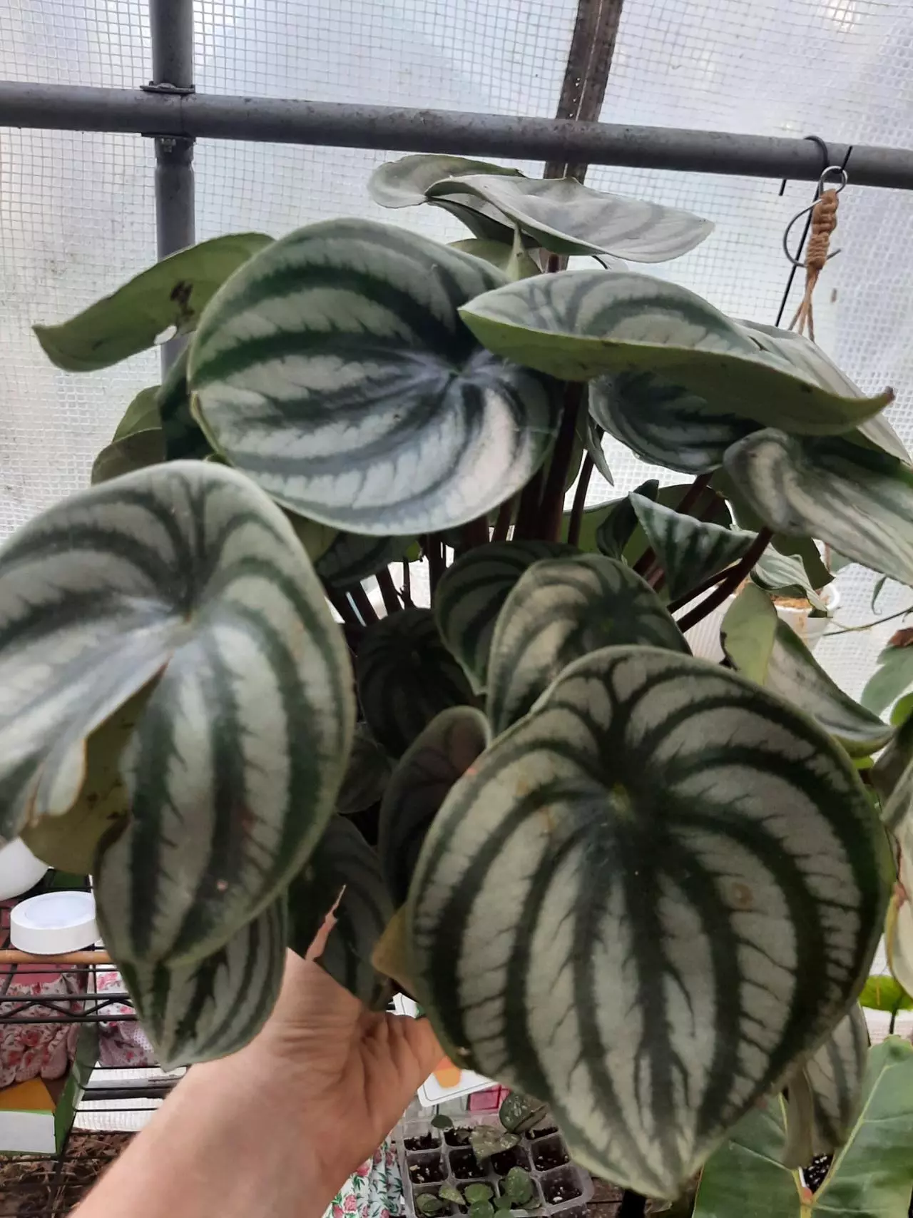 plant/Watermelon Pep-2