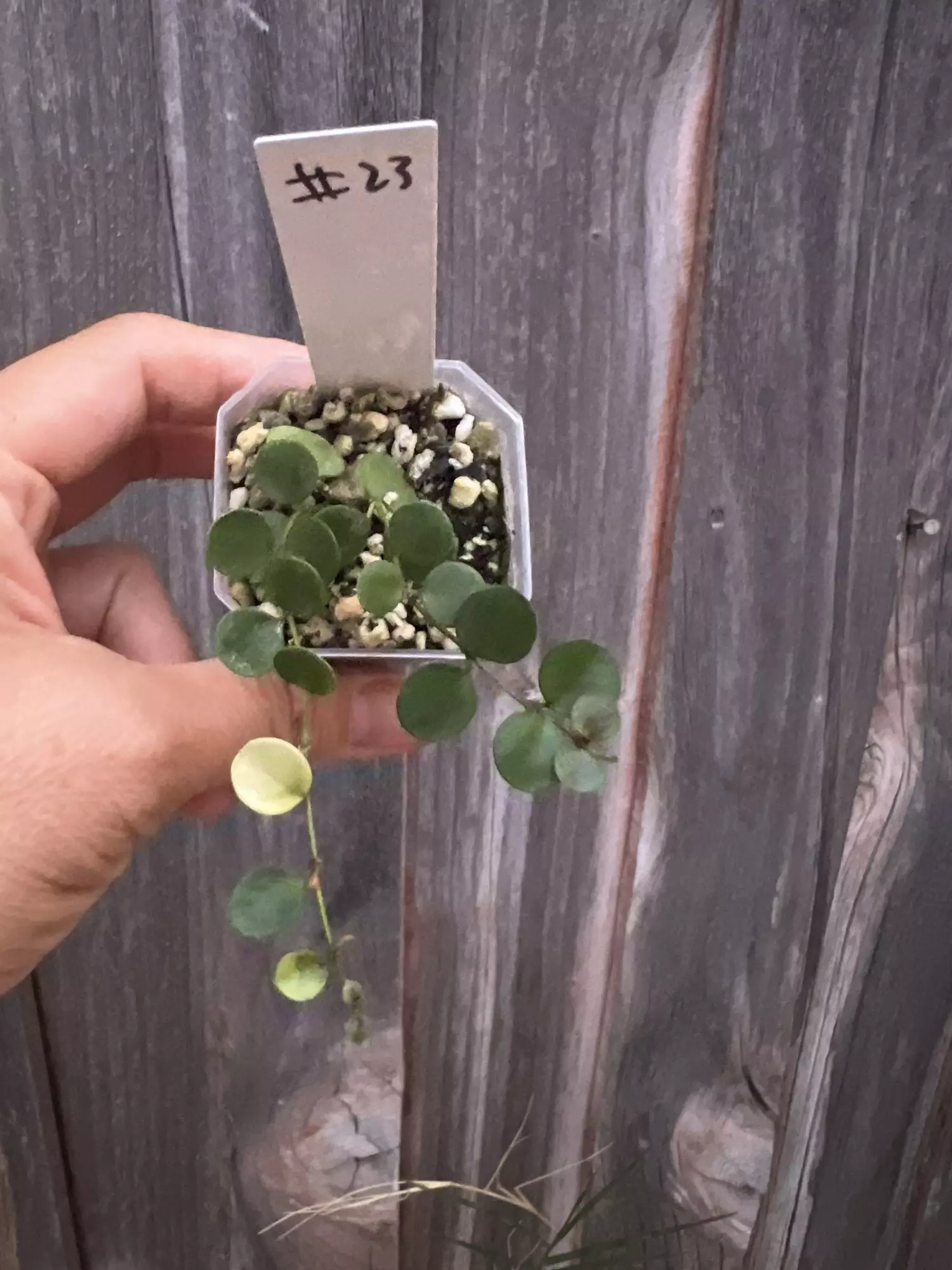 plant/Hoya Peltata-0
