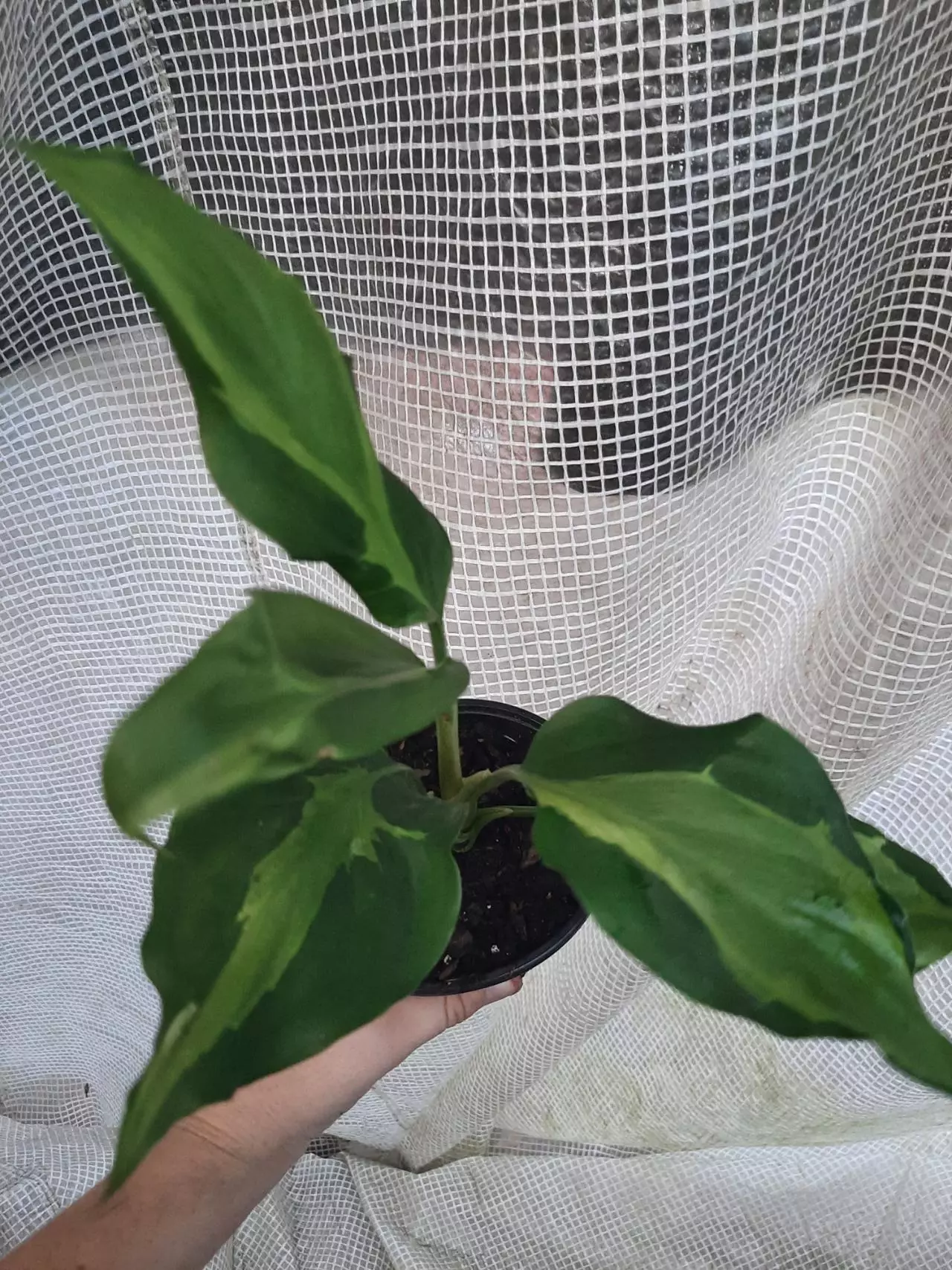 plant/Algaonema Spathonema-1