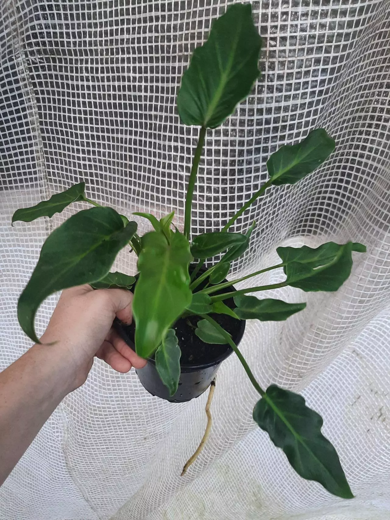 plant/Xanduu-1